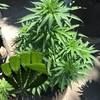 yungniggah420